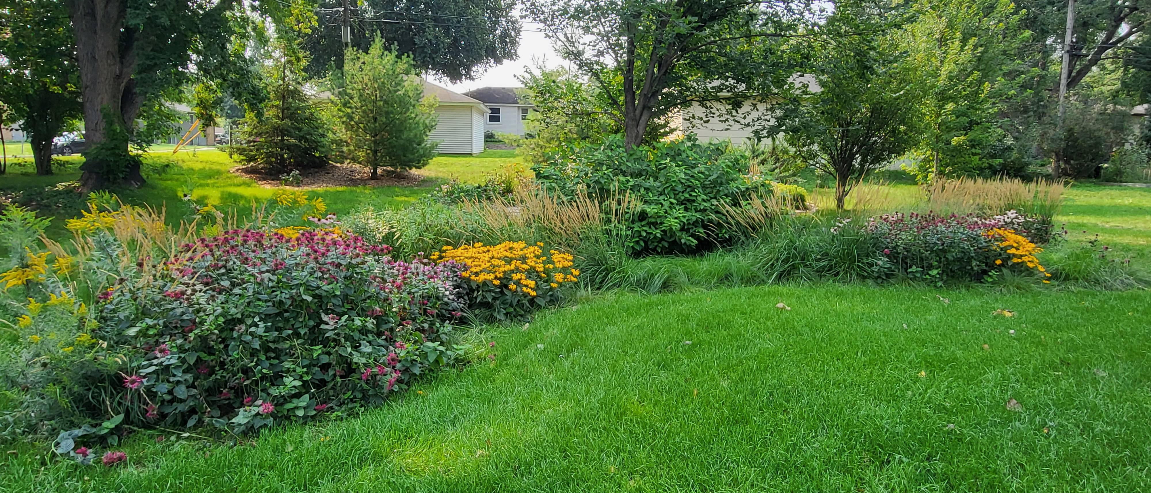 flowers and plants in rain garden
