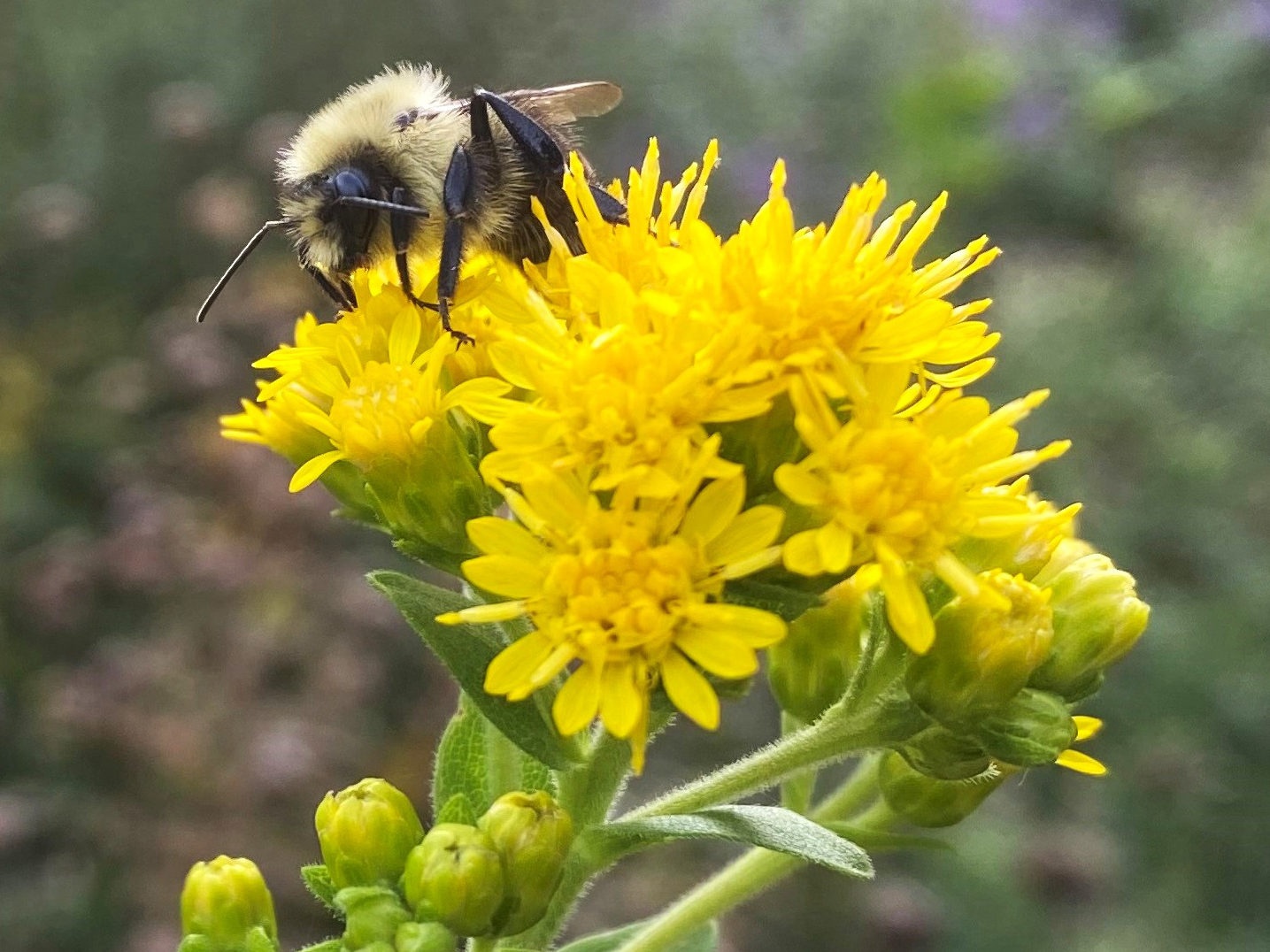 Bumble bee on yellow flower