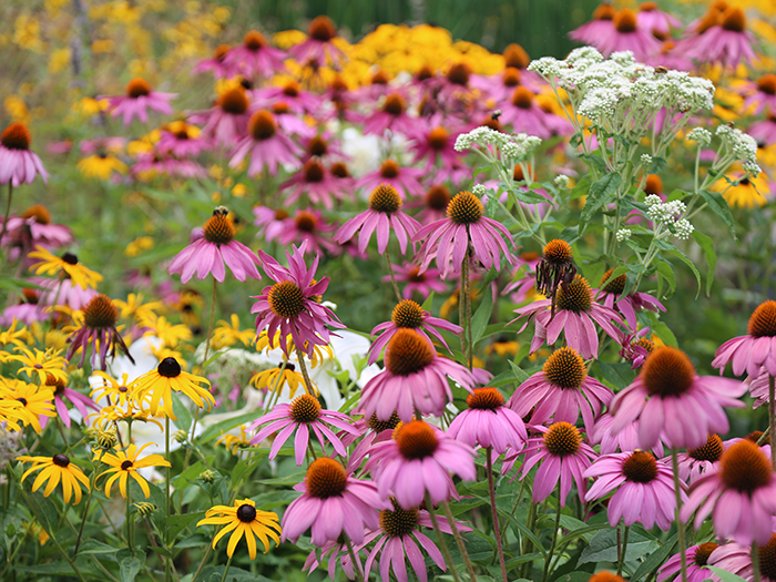 Native plant flowers in field