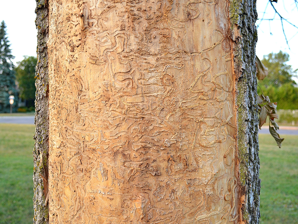 EAB tunneling under bark of tree