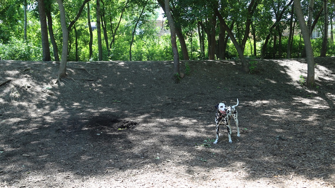 Dalmatian at dog park