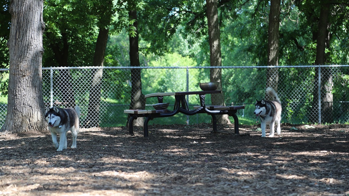 Dogs at the dog park at Dakota Park